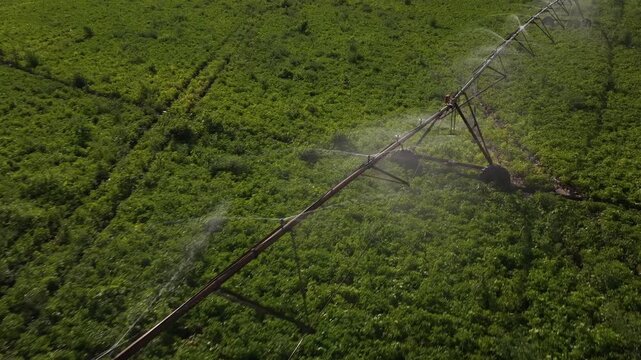 Drone video captures a rotating center pivot irrigation system watering expansive green crops in bright sunlight, highlighting advanced agricultural water use during El Nino impacts.