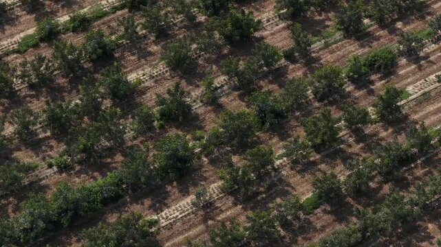 Drone shot reveals neat rows of walnut trees in a sunlit orchard, casting long shadows on dry earth. Vivid green foliage contrasts with brown ground in late afternoon golden light.