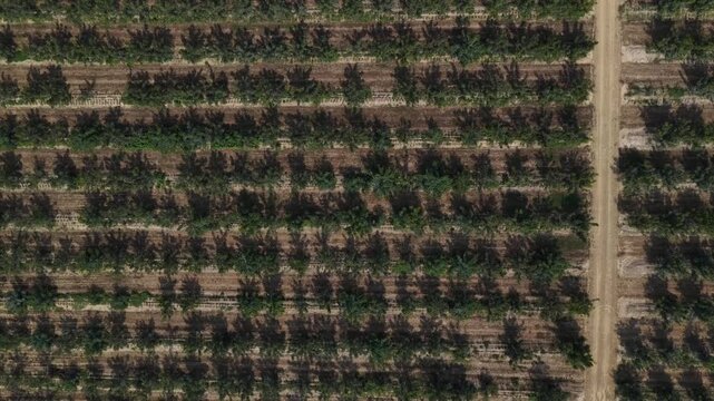 Aerial footage captures expansive walnut orchard rows with precise patterns under natural sunlight, highlighting green canopy, geometric fields, and rural landscape in Spain.