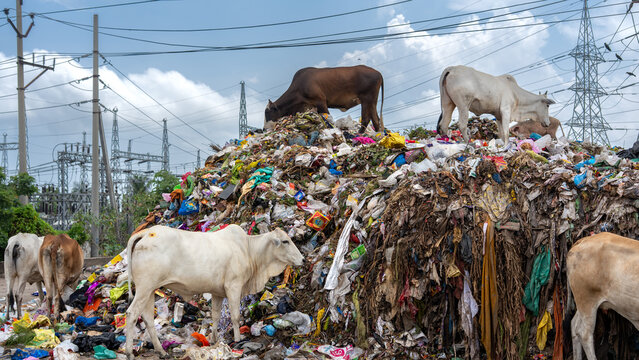 View of cows scavenging on a large pile of waste with plastic debris and household trash under power lines in India.