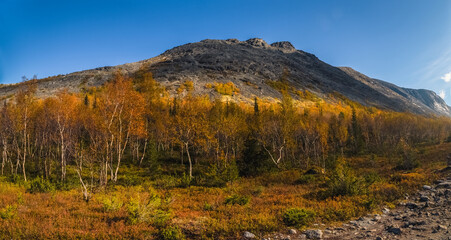 Autumn tundra forest at the foot of rocky Khibiny mountain under clear blue sky, Kola Peninsula, Arctic Russia. © sablinstanislav