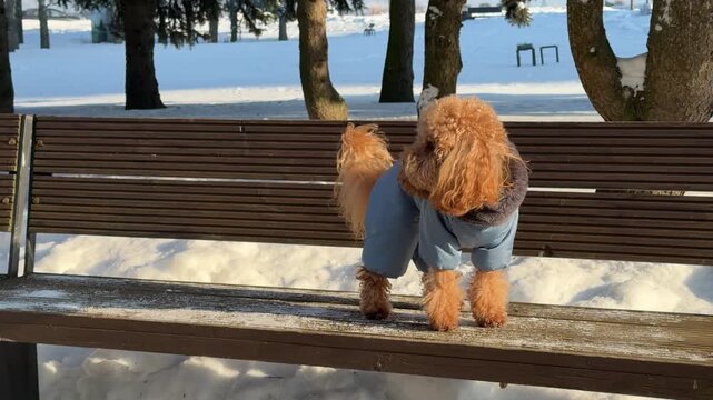 Apricot poodle in blue jacket pausing on wooden park bench during winter stroll at midpoint of clip