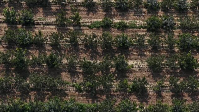 Drone video captures symmetrical rows of lush walnut trees in a sunlit orchard, casting distinct shadows on dry earth. The expansive pattern and green foliage highlight rural agricultural beauty.