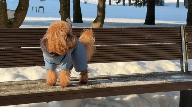 Middle of winter walk showing small apricot toy poodle standing on wooden park bench wearing blue