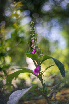 View of a purple foxglove flower blooming in the lush woodland of Golitha Falls National Nature Reserve in Liskeard, England, United Kingdom.
