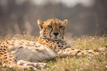 Cheetah, Acinonyx jubatus © Gert Hilbink