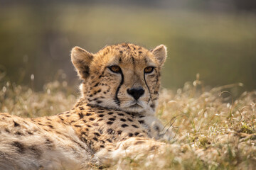 Cheetah, Acinonyx jubatus © Gert Hilbink