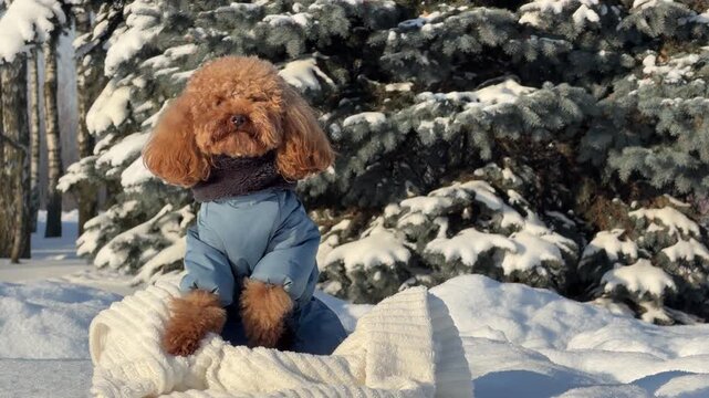 Toy poodle in blue winter jacket sitting on blanket in snowy evergreen park during middle of clip