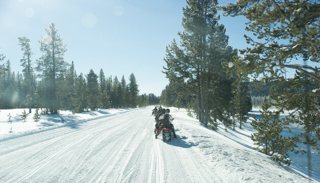 View of a group of people riding snowmobiles on a groomed snow trail through a pine forest in Yellowstone National Park, Wyoming, United States.