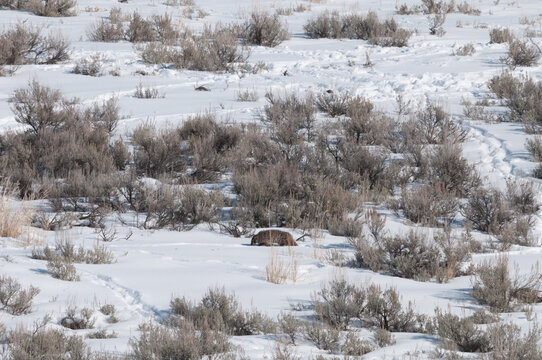View of a badger foraging in the snow-covered sagebrush landscape of Yellowstone National Park, Wyoming, United States.