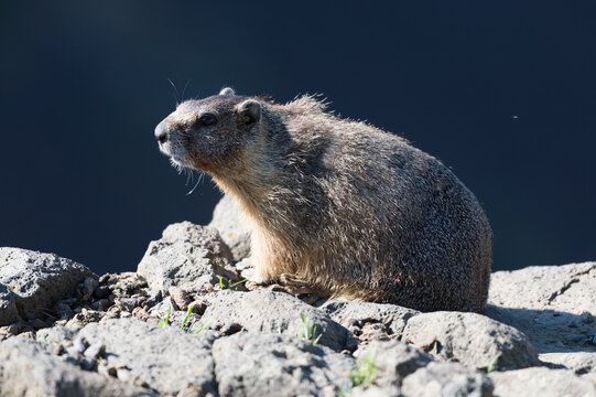 View of a marmot resting on the rocky terrain near Palouse Falls in Whitman County, Washington, United States.