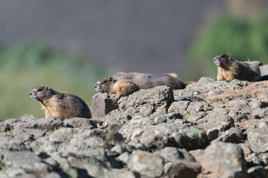 View of yellow-bellied marmots resting on rocky terrain near Palouse Falls, Whitman County, Washington, United States.