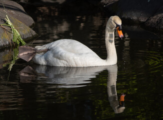 White swan floating on dark pond water with its reflection and one webbed foot resting on its back © GWai