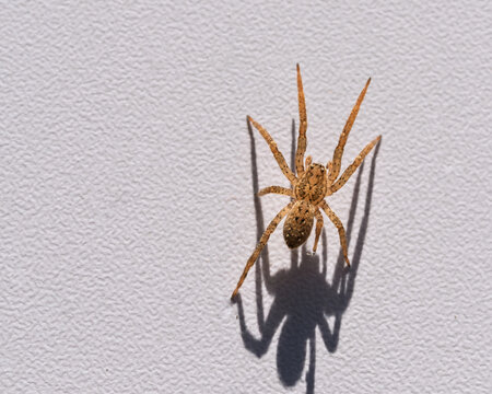 Gros plan sur une araign&eacute;e jaune et brune expos&eacute;e &agrave; une lumi&egrave;re vive
