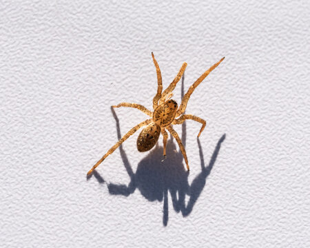 Gros plan sur une araign&eacute;e jaune et brune expos&eacute;e &agrave; une lumi&egrave;re vive
