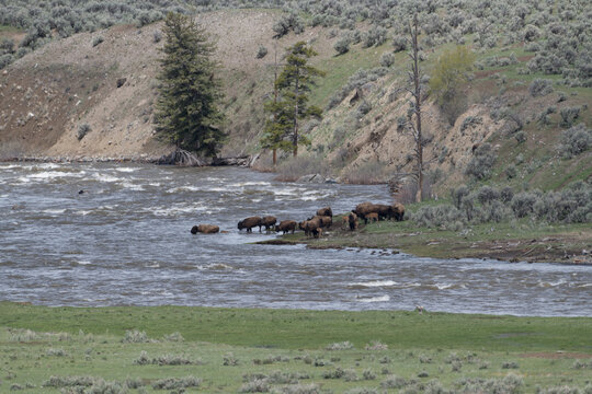 View of a herd of bison grazing and drinking by the river in Yellowstone National Park, Wyoming, United States.