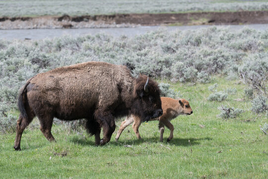 View of an adult American bison walking with its calf through a grassy meadow with sagebrush and a river in the background in Yellowstone National Park, Wyoming, United States.