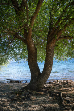View of a large tree with a split trunk standing on the pebbled shore of a lake in Lago Puelo National Park, Cushamen, Chubut, Argentina.