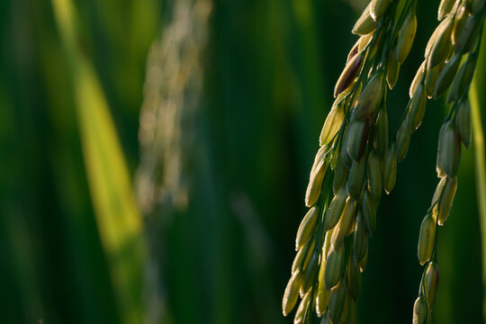 Close up rice grain plant green agriculture field nature crop food outdoor growth