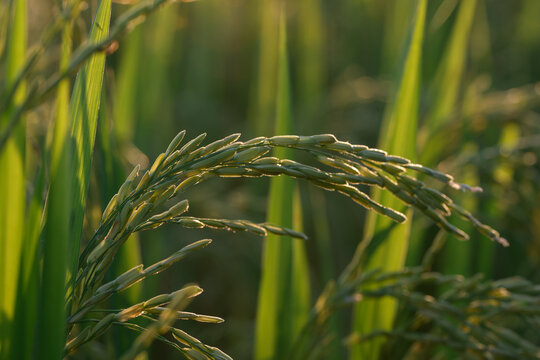 Green rice plant paddy field agriculture close up sunlight rural nature growth food summer outdoor healthy crop