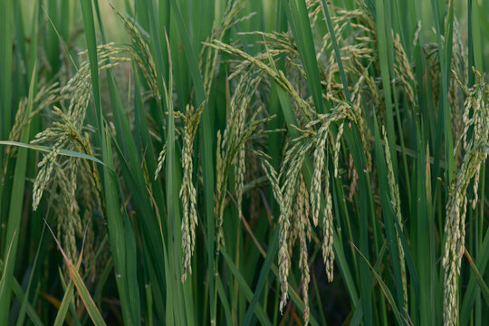 Green rice plant paddy field agriculture grain food nature rural crop organic outdoor summer growth
