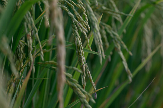 Green rice plant paddy field agriculture close up grain food nature rural outdoor summer growth lush