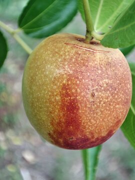  Ziziphus jujuba. D&aacute;til chino. El fruto en desarrollo de azufaifo. 
