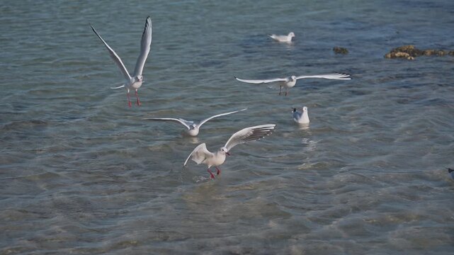 Graceful white seagulls fly and land on shallow sea water surface near rocky shore during slow motion. Detailed coastal wildlife bird video footage provides natural background for design element.