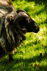 Close Up Portrait of Domestic Ram at Bialystok Zoo, Poland © Art L