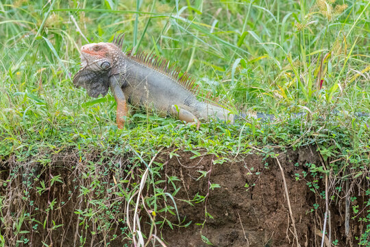 View of a green iguana resting on the grassy bank of the Sierpe River, Puntarenas Province, Costa Rica.