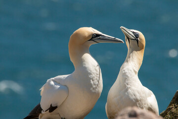 Fototapeta premium Gannet, Northern Gannet, Morus bassanus