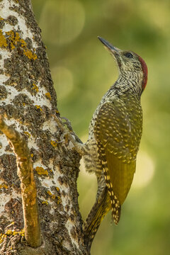 Green Woodpecker, European Green Woodpecker, Picus viridis