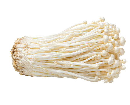 Enoki mushrooms isolated PNG on transparent background, medium size, primary use for menu design for restaurant industry and food marketing