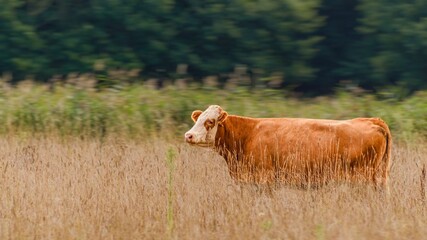 Hereford cow in the field © UKIAN 