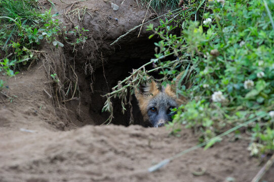 View of a red fox peeking out from its burrow in the ground, surrounded by lush green grass and soil in Yellowstone National Park, United States.