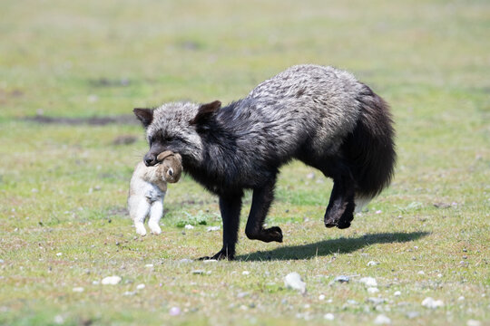 View of a silver fox carrying a rabbit in a grassy field in San Juan Island, United States.