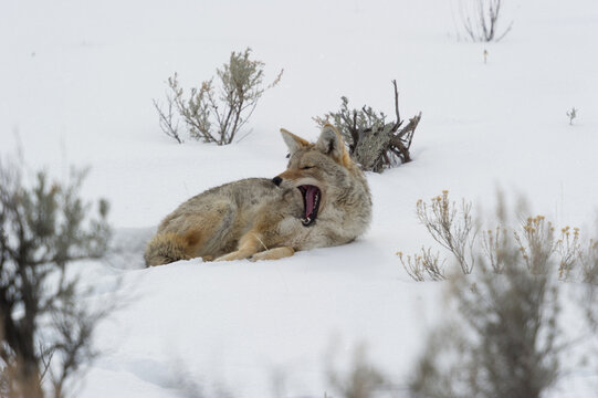 View of a coyote yawning while resting in the snow surrounded by sagebrush in Yellowstone National Park, Wyoming, United States.