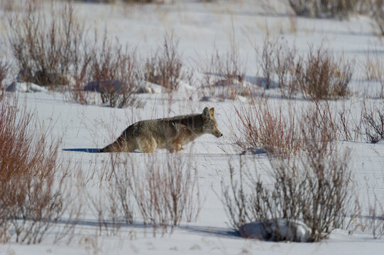 View of a coyote walking through deep snow in a field with dry shrubs in Yellowstone National Park, Wyoming, United States.