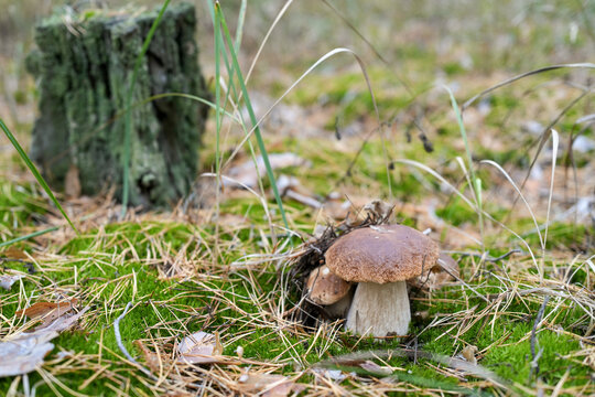Boletus mushrooms growing in autumn pine forest on moss, close up of seasonal wild edible fungi. Real photo