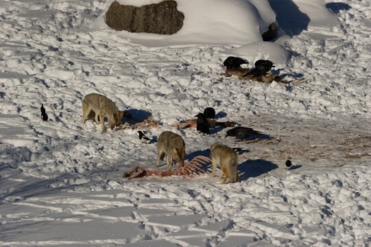 View of coyotes scavenging on a carcass in deep snow, surrounded by ravens and magpies in a winter landscape in Yellowstone National Park, Wyoming, United States.