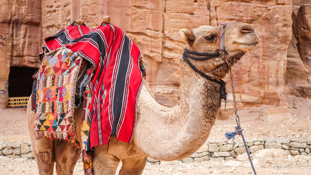 View of a camel with a colorful patterned saddle standing in front of ancient sandstone rock formations in Wadi Musa, Ma'an Governorate, Jordan.