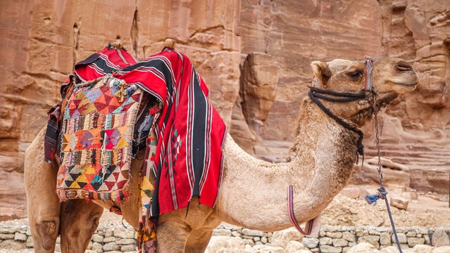 View of a camel with a colorful traditional saddle standing against sandstone cliffs in Wadi Musa, Ma'an Governorate, Jordan.