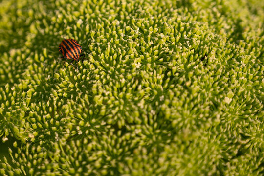 Graphosoma italicum