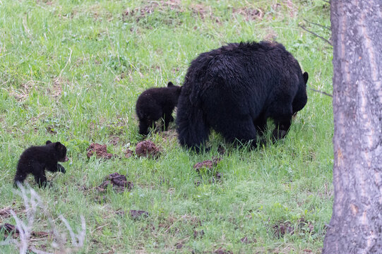 View of a mother black bear with two cubs walking through a grassy field in Yellowstone National Park, United States.