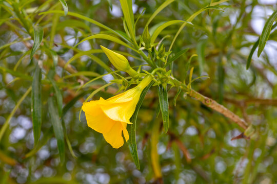 Flowers of Thevetia Peruviana Blooming in Summer