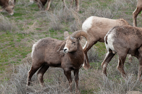 View of bighorn sheep grazing in a grassy field at Yellowstone National Park, United States.