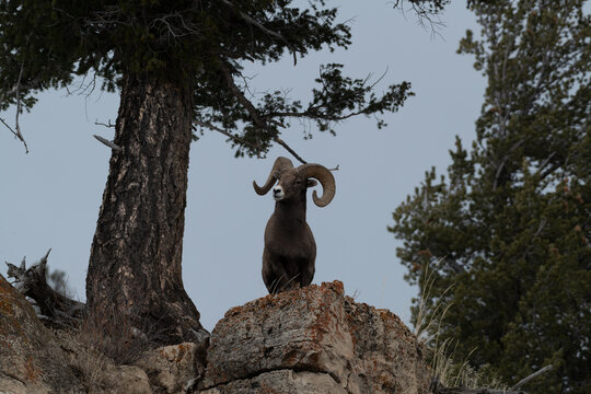 View of a bighorn sheep with large curved horns standing on a rocky outcrop beneath a pine tree in Yellowstone National Park, United States.