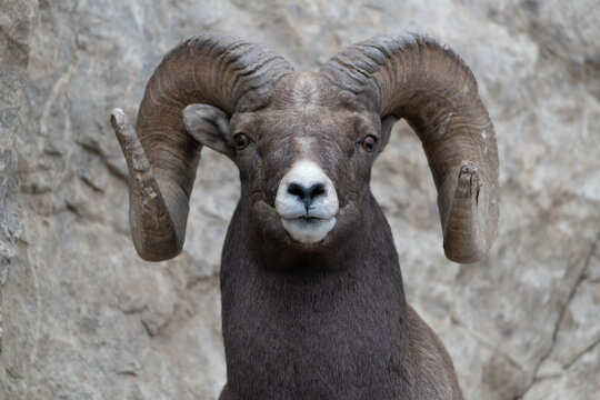 View of a bighorn sheep with large curved horns standing in front of a rocky cliff face in Yellowstone National Park, United States.