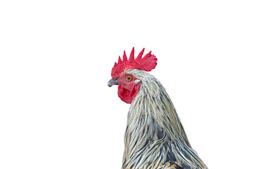 Portrait of a red-crested rooster isolated on a transparent background  farm animals and poultry farming. © TAMER YILMAZ