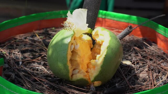 Bael Fruit &ndash; Aegle Marmelos, Traditional Indian Wood Apple Fruit with Hard Shell, Aromatic Pulp, Natural Nutrition and Ayurvedic Heritage